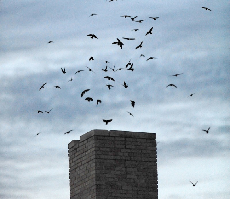 Chimney Swift Season in Houston: What You Can and Cannot Do Legally