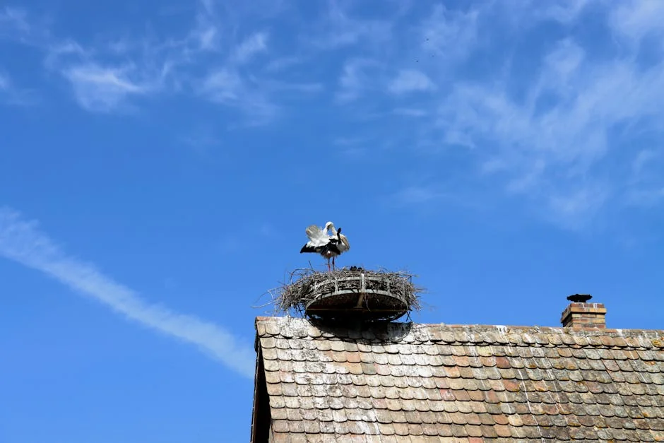 professional bird nest removal from chimney Houston cost overview by 832 Chimney Services