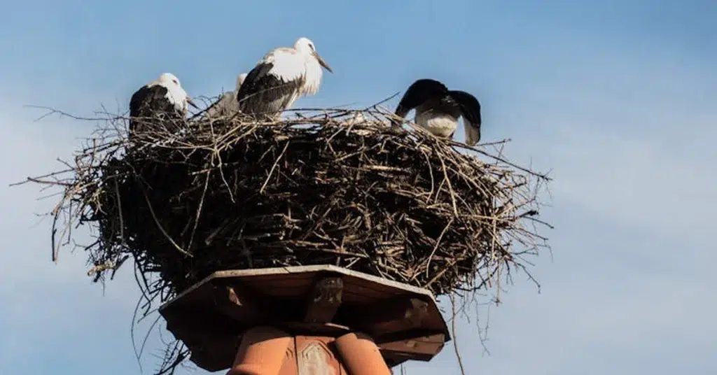Bird Nest Removal from Chimney in Houston: Cost Guide and What to Expect - 832 Chimney Services